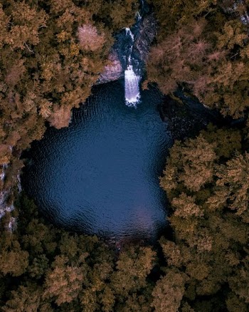 aerial photography of body of water surrounded by trees