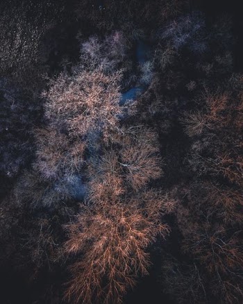 aerial photography of brown leaf trees during daytime