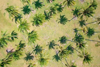 Aerial Photography of Coconut Palm Trees