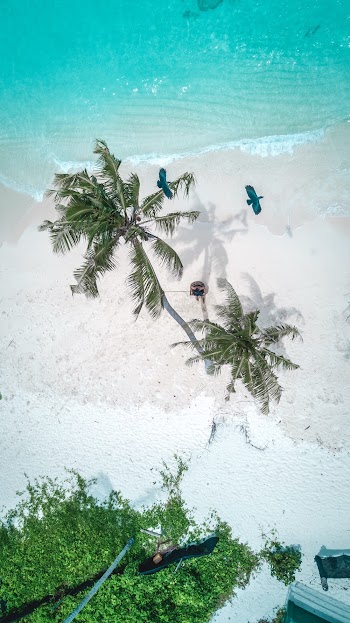 Aerial Photography of Coconut Palm Trees On A Beach