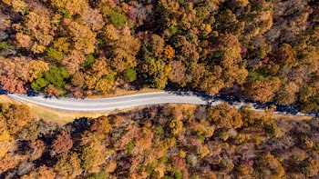 Aerial Photography of Empty Road Surrounded by Trees