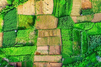 Aerial Photography of Farmland