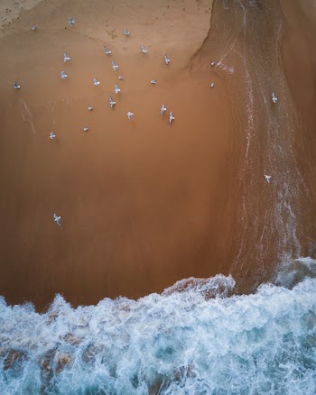 Aerial Photography Of Flock Of Birds On Seashore