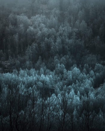 Aerial Photography of Forest