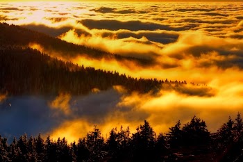 Aerial Photography of Forest
