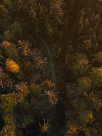 aerial photography of forest