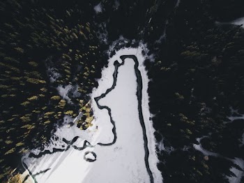 aerial photography of forest
