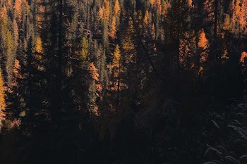 aerial photography of forest