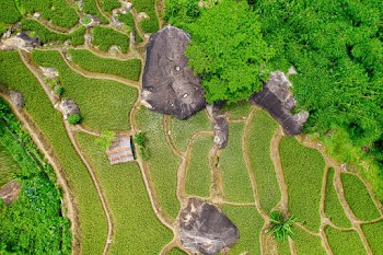Aerial Photography of Forest and Rice Terraces