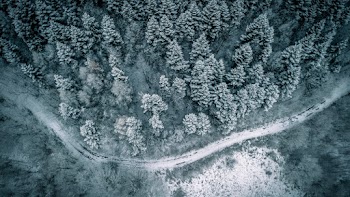 Aerial Photography of Forest and Road Covered With Snow