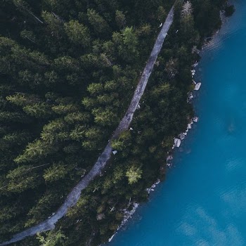 aerial photography of forest near body of water