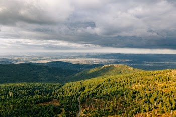 Aerial Photography of Forest Under Cloudy Sky