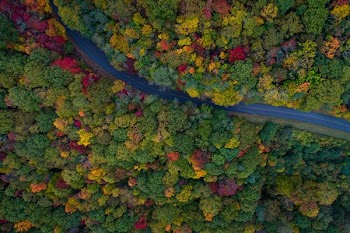 aerial photography of gray asphalt road on forest