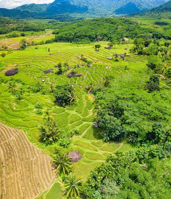 Aerial Photography of Green Field