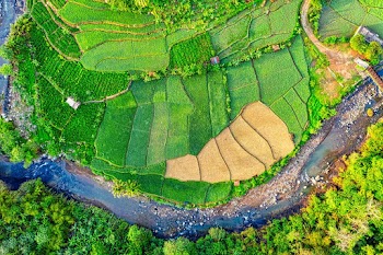 Aerial Photography of Green Field