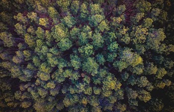 aerial photography of green forest