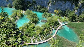 aerial photography of green forest near body of water