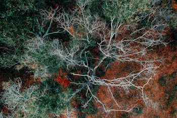 Aerial Photography of Green Leafed Tree