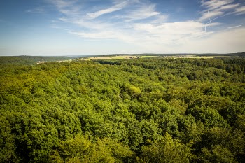 Aerial Photography of Green Leafed Trees