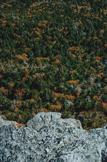 aerial photography of green leafed trees