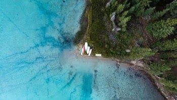 aerial photography of green pine trees near body water