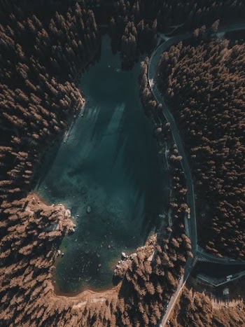 aerial photography of green pine trees near lake