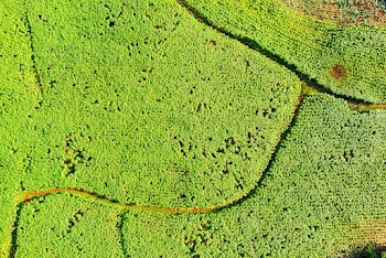 Aerial Photography of Green Plants Field