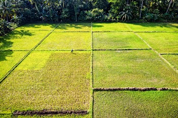 Aerial Photography of Green Rice Field