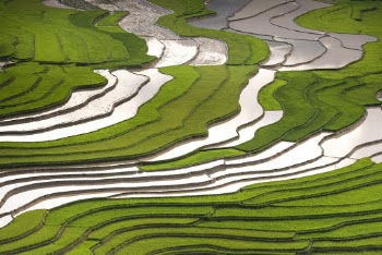 Aerial Photography of Green Rice Terraces