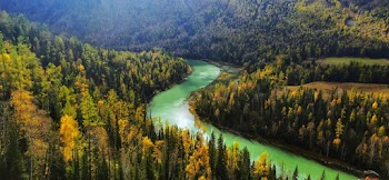 Aerial Photography Of Green Trees