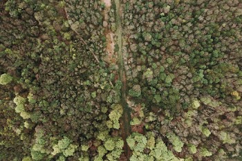 Aerial Photography Of Green Trees