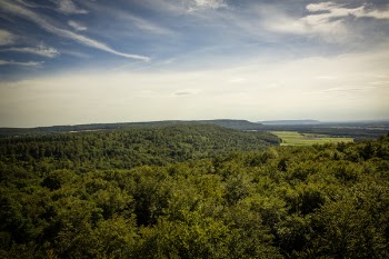 Aerial Photography of Green Trees