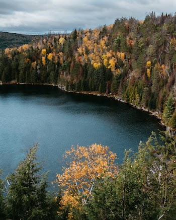 Aerial Photography of Green Trees Beside Body of Water