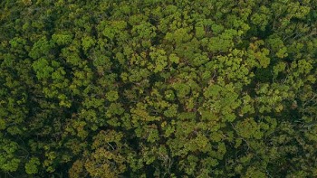 aerial photography of green trees during daytime