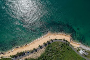 Aerial Photography of Green Trees in Front of Body of Water