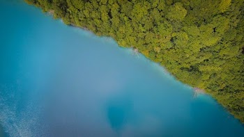 aerial photography of green trees near body of water