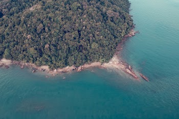 Aerial Photography of Green Trees Near Body of Water