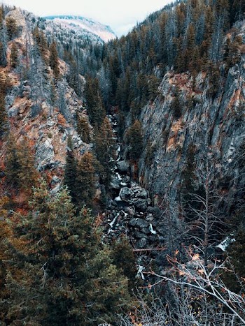 aerial photography of green trees on hills