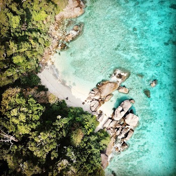 Aerial Photography of Green Trees on Shore