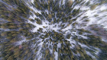 Aerial Photography of Green Trees on Snow-covered Field