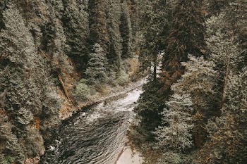 aerial photography of lake between trees