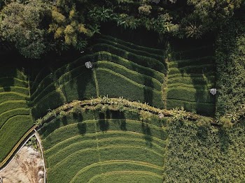 aerial photography of leafed plants