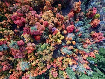aerial photography of nature trees