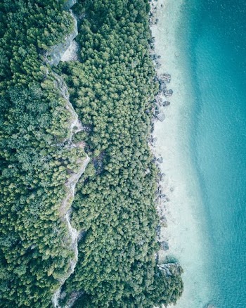 aerial photography of ocean near trees