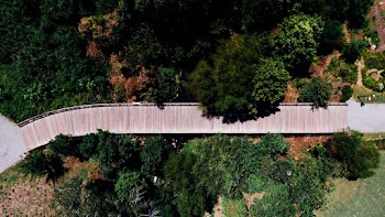 Aerial Photography Of Path In Between Trees