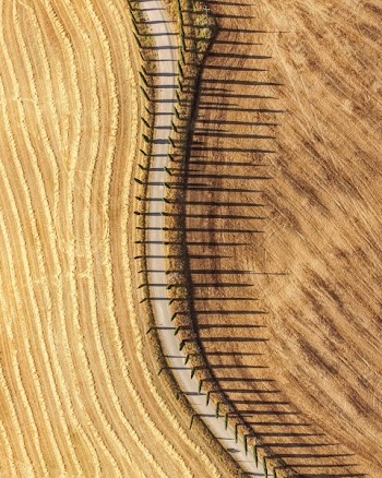 Aerial Photography of Pathway Surrounded by Beige Field