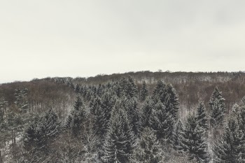 Aerial Photography of Pine Trees