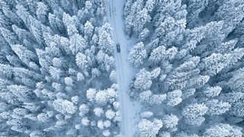 Aerial Photography of Pine Trees Covered With Snow