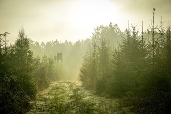 aerial photography of pine trees during daytime