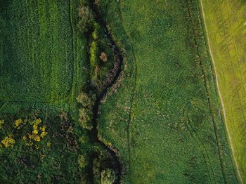 Aerial Photography of Plans and Trees